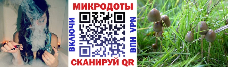 Псилоцибиновые грибы Psilocybine cubensis  Чишмы 